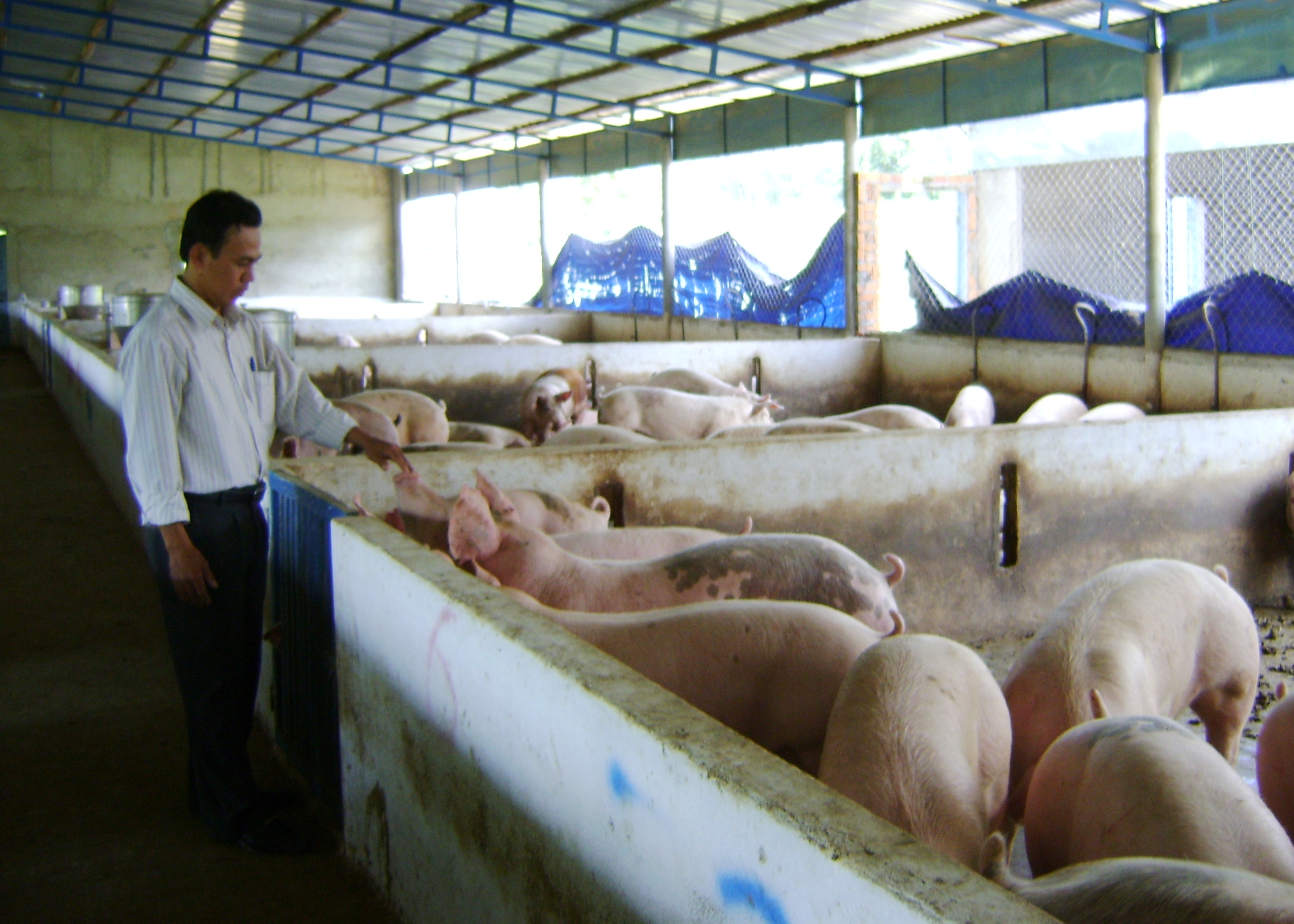 Giá[-]thịt[-]heo[-]giảm[-]mạnh[-]khiến[-]nhiều[-]trang[-]trại[-]chăn[-]nuôi[-]trên[-][-]địa[-]bàn[-]tỉnh[-]gặp[-][-]rất[-]nhiều[-]khó[-]khăn[-]